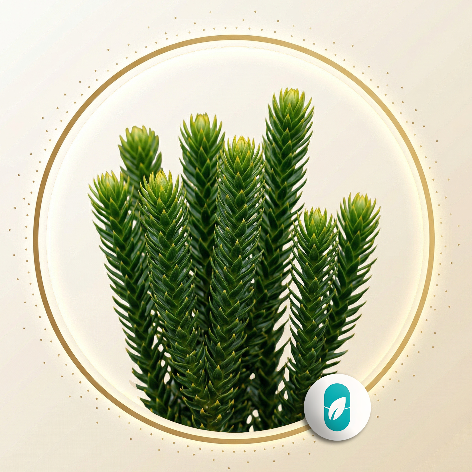 Huperzin A (Huperzia serrata)